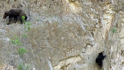 Медведи лазают по скале!