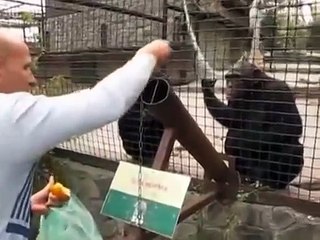 Обезьяна наказала мужика! Ржач