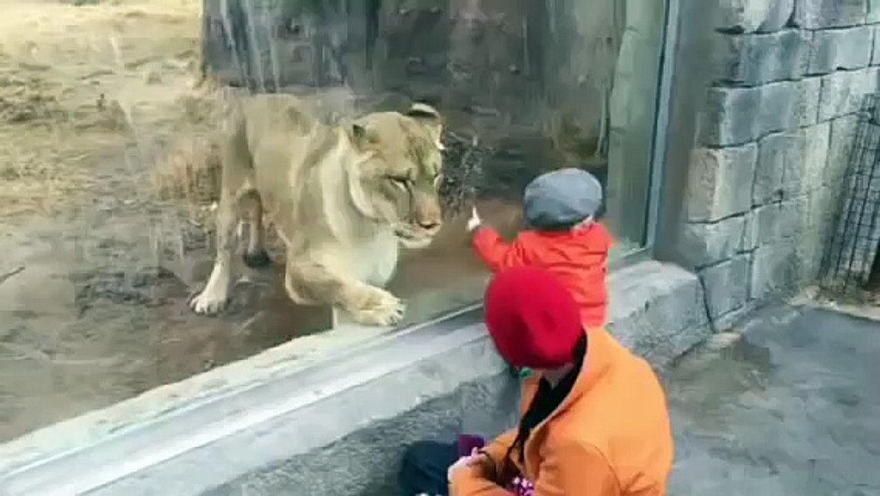 Пацан и лев в зоопарке