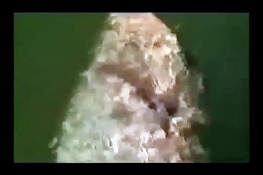 Питбультерьер напал на акулу!