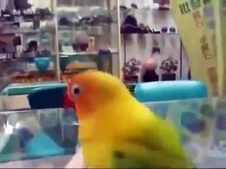 Попугай кайфовщик! Имитация ночных звуков!