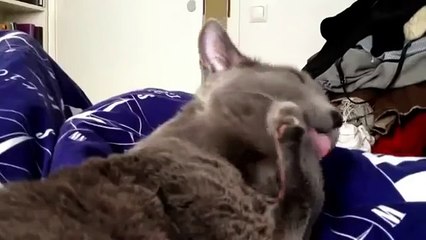 Смешной кот высунул хозяину язык