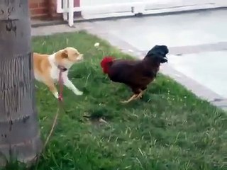 Собака дерется с петухом!