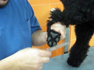 CIM Formación - Cómo cortar el pelo de los plantares