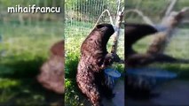 Bears - A Cute And Funny Bear Videos Compilation -- NEW HD