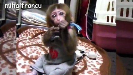 Baby Monkey - A Funny And Cute Baby Monkey Videos Compilation -- NEW HD
