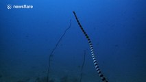 Highly venomous sea snake filmed swimming to the ocean surface