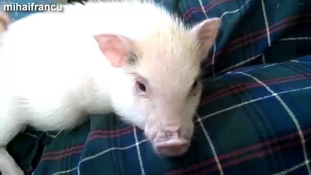 Adorable Animals Enjoying A Belly Rub Compilation 2014 [NEW]