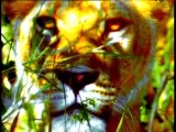 BBC - Vahşi Doğa 3 - Çeteler ve Gruplar Krallar ve Kraliçeler