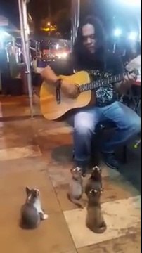 Des chatons écoutent un musicien de rue jouer Joe Dassin haha