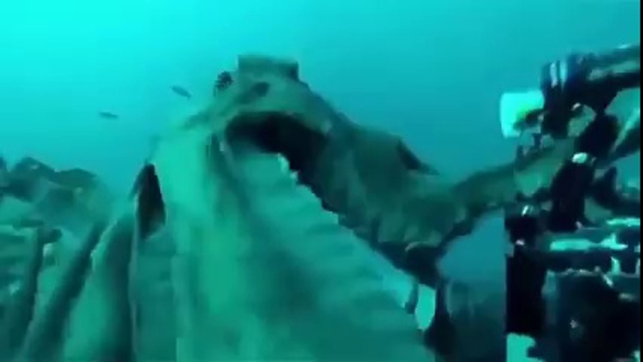 Sous l'eau l'être humain fait moins son malin - Compilation d'attaques d'animaux marins