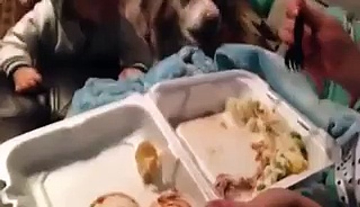 Une maman essaye de faire parler son fils mais la réaction du chien est juste exceptionnelle !