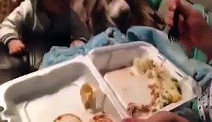 Une maman essaye de faire parler son fils mais la réaction du chien est juste exceptionnelle !