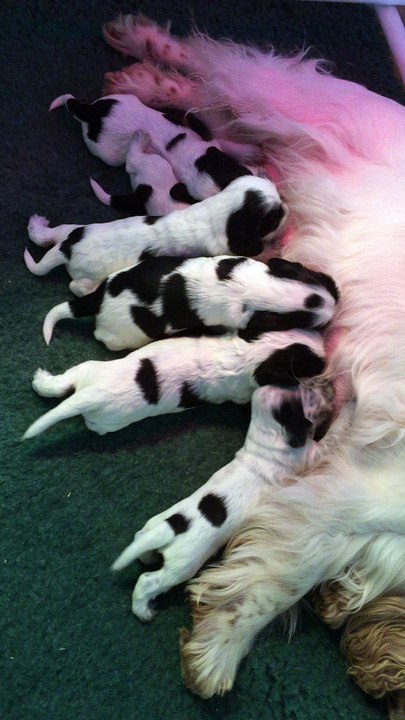 Allaitement chiots cockers anglais de 15 jours