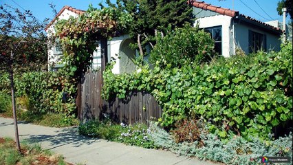 Вьющиеся растения для сада: 65 разновидностей