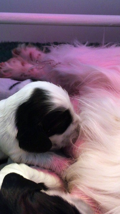 Tétée d'un chiot cocker anglais de 15 jours