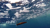 How Lures Swim: Daiwa SP Minnow Floating