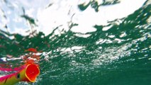 How Lures Swim: Halco Roosta Popper