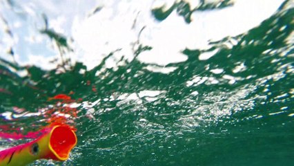 How Lures Swim: Halco Roosta Popper