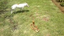 Badass Terrier Shows a Deadly Cobra Whose House It Is!