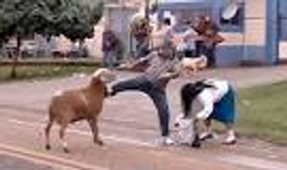 Angry Goat scaring people
