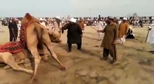 Pakistan beats India in Camel Wrestling