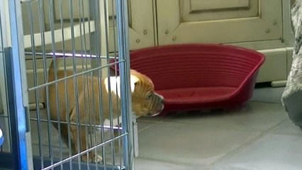 69ème vidéo Les chiots staffie de STAFFORDLAND découvrent l'extérieur