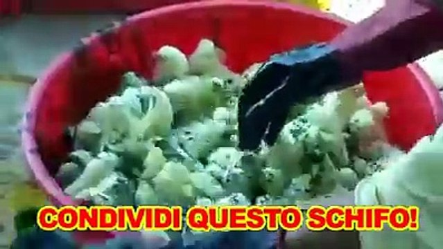 Pulcini colorati e venduti come giocattoli - CONDIVIDIAMO questo schifo