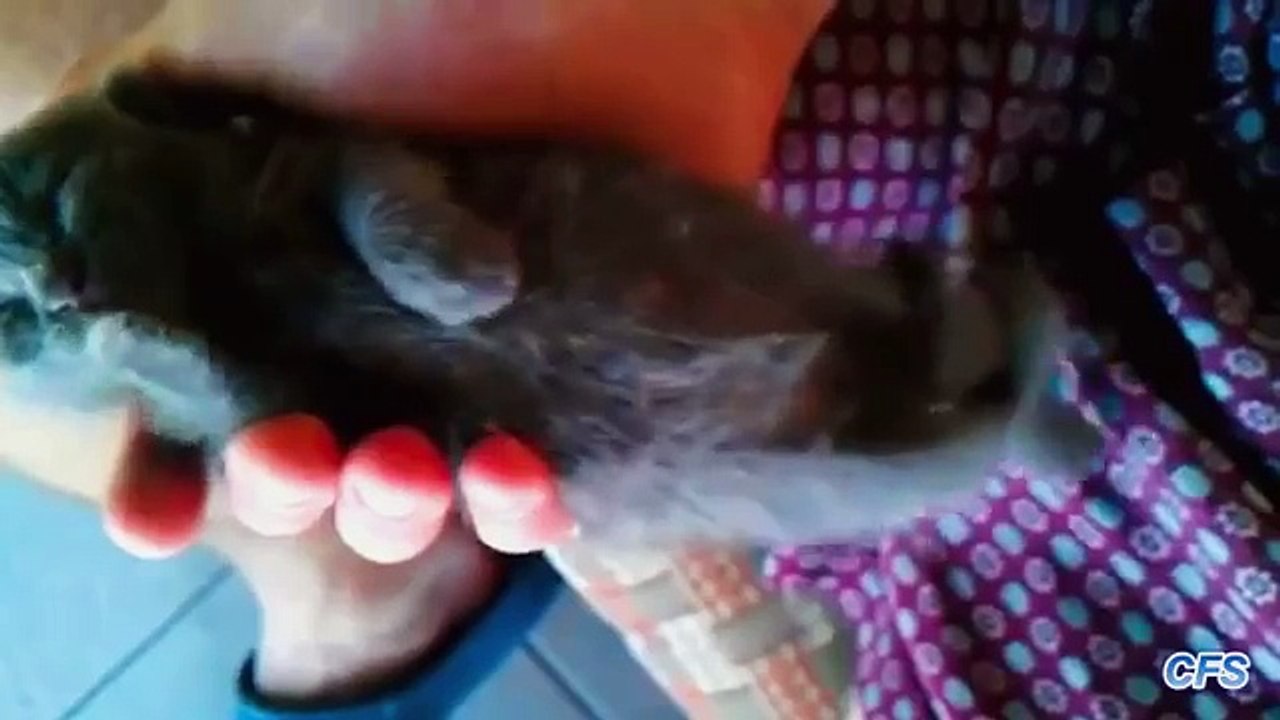 Kittens Sleeping in Hands Compilation CFS