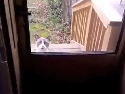 БОЮСЬ ПУСКАТЬ КОТА ДОМОЙ AFRAID LET CAT HOME