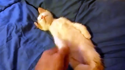 ВСТАВАЙ! НА РАБОТУ ПОРА! Get up! TIME TO WORK!