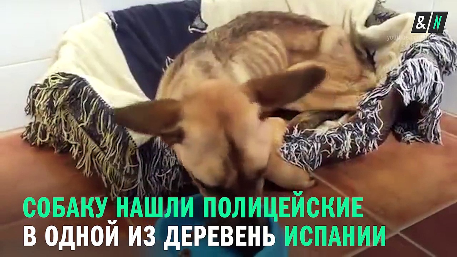 Собаку спасли от голодной смерти