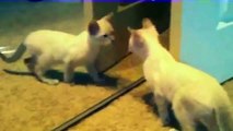 Funny Cats Videos 2016 - Funny Cats Video - Funny Cat Videos Ever - Funny Animals Funny Fails 2016