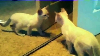 Funny Cats Videos 2016 - Funny Cats Video - Funny Cat Videos Ever - Funny Animals Funny Fails 2016