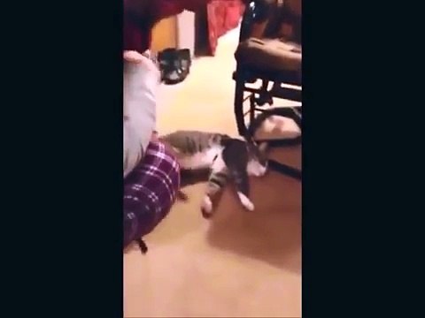 КОТ ПРИТВОРЩИК, КОТОРЫЙ ПОРВАЛ YouTube!!! СМОТРЕТЬ ДО КОНЦА! CAT Pretender, who broke YouTube !!!