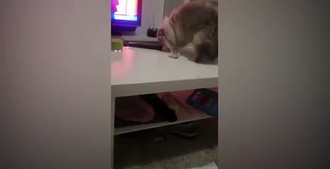 КОТ БЬЕТ ПОСУДУ! CAT BEATS dishes!