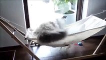 КОТ В ГАМАКЕ! ПРИКОЛ 2015 Cat in a hammock! FUN 2015