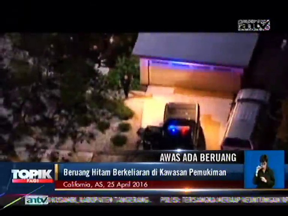 Beruang Hitam Berkeliaran di Kawasan Permukiman