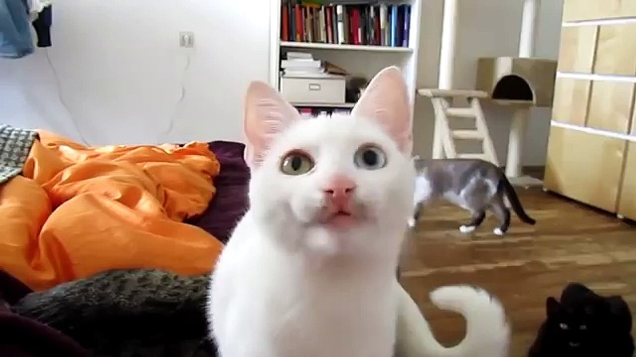 кот говорит на неизвестном вселенной языке