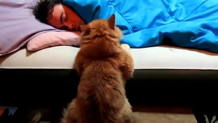 КОТ СМЕШНО БУДИТ ХОЗЯИНА! ПРИКОЛ! FUNNY CAT wakes boss! FUN!