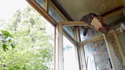 КОТ-АКРОБАТ) ПРИКОЛ! COTE Acrobat) FUN!