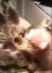 Котёнок напал на стаю утят, но был загнан в угол