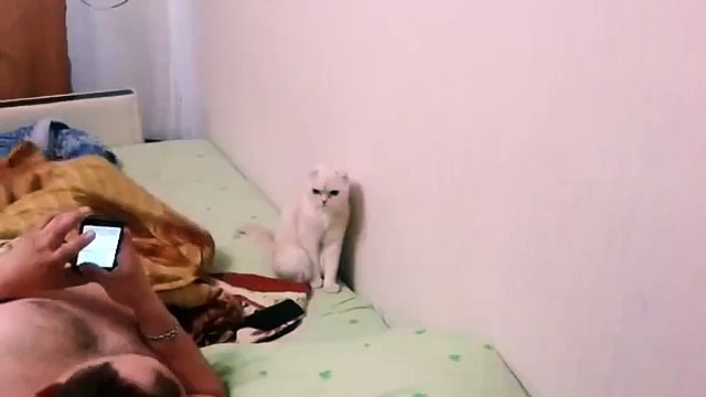 КОТ-ПАТРИОТ стоя слушает гимн России COTE PATRIOT