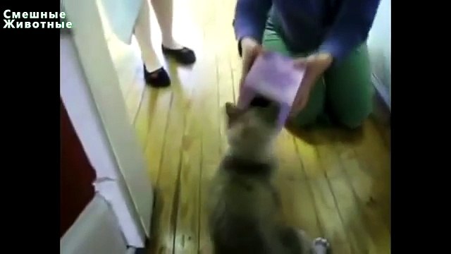 Коты застревают в вещах Смешные кошки Funny cats