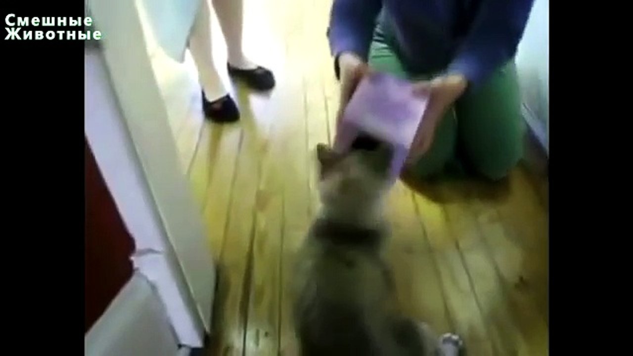 Коты застревают в вещах Смешные кошки  Funny cats