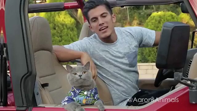 Кошачий дрифт! ПРИКОЛ! Drift Cat! FUN!