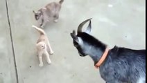 Крохотный котенок против козла