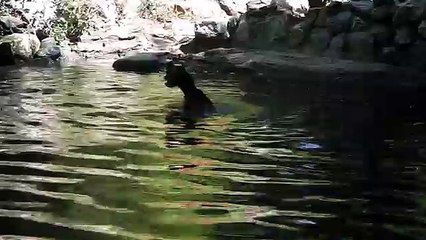 Pig rescues baby goat