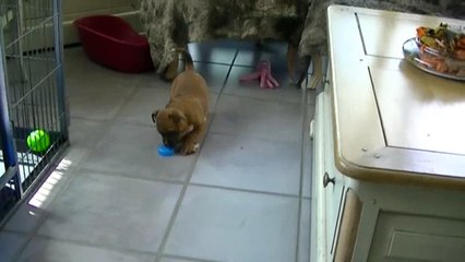 73ème vidéo Les chiots staffie de STAFFORDLAND jouent dans la salle