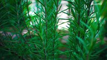 Reach for the Rosemary, Scientists Say it Improves Memory